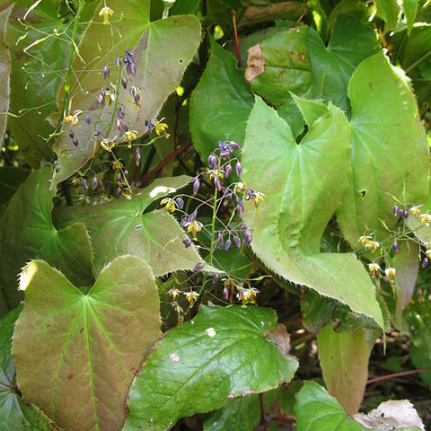 Epimedium sagittatum unspecified picture