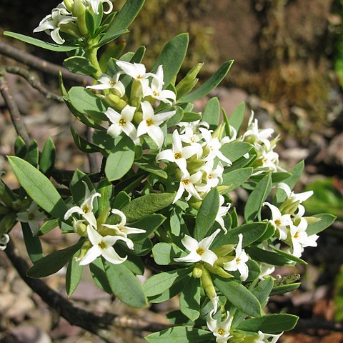 Daphne gnidioides unspecified picture