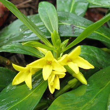 Daphne jezoensis unspecified picture