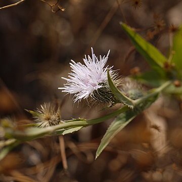 Tricholepis amplexicaulis unspecified picture