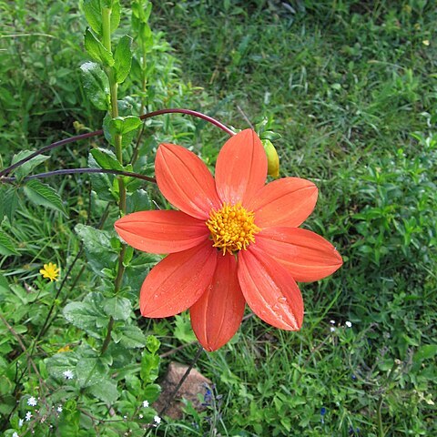 Dahlia unspecified picture