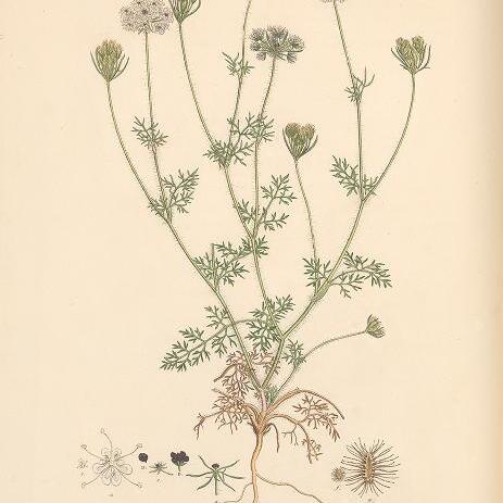 Daucus guttatus unspecified picture