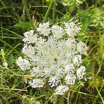 Daucus unspecified picture