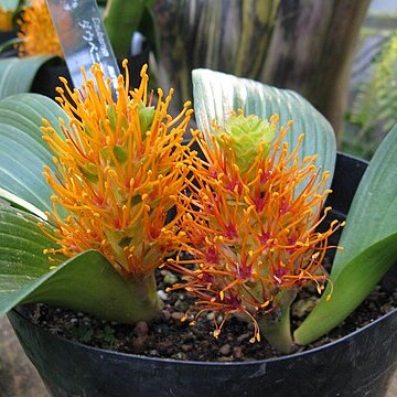 Daubenya marginata unspecified picture