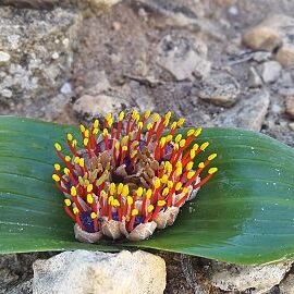 Daubenya zeyheri unspecified picture