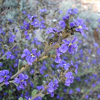 Dampiera purpurea unspecified picture