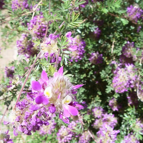 Dalea frutescens unspecified picture