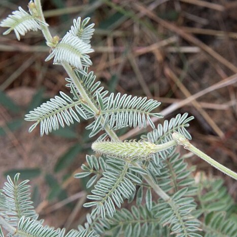 Dalea albiflora unspecified picture