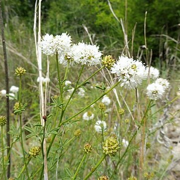 Dalea multiflora unspecified picture