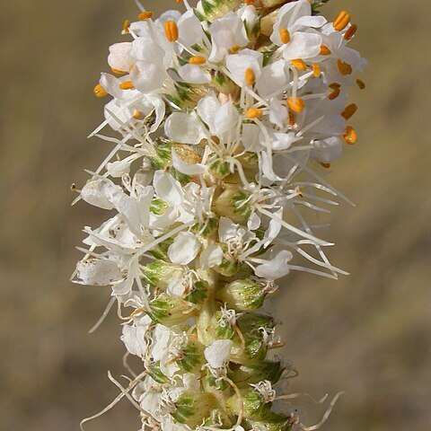 Dalea candida unspecified picture