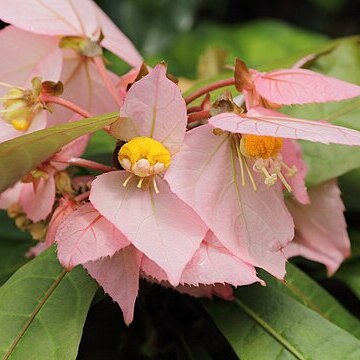 Dalechampia spathulata unspecified picture