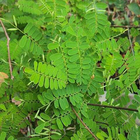 Dalbergia horrida unspecified picture