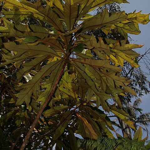 Darlingia ferruginea unspecified picture