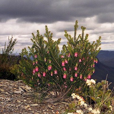 Darwinia leiostyla unspecified picture