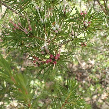 Darwinia procera unspecified picture