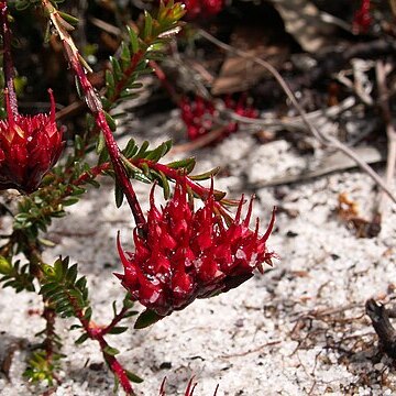 Darwinia virescens unspecified picture