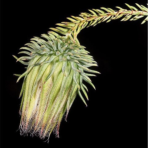 Darwinia foetida unspecified picture