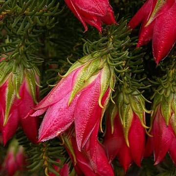 Darwinia oxylepis unspecified picture