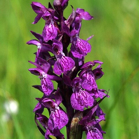 Dactylorhiza lapponica subsp. lapponica unspecified picture