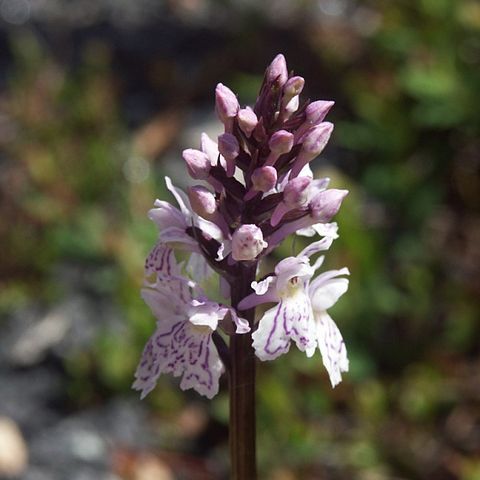 Dactylorhiza maculata subsp. maculata unspecified picture