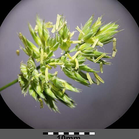 Dactylis glomerata subsp. glomerata unspecified picture