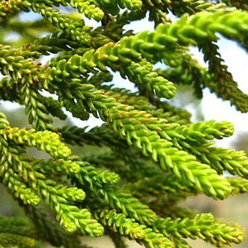 Dacrydium balansae unspecified picture