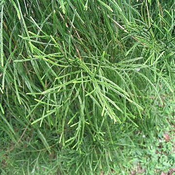 Dacrydium beccarii unspecified picture