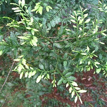 Dacrycarpus imbricatus unspecified picture