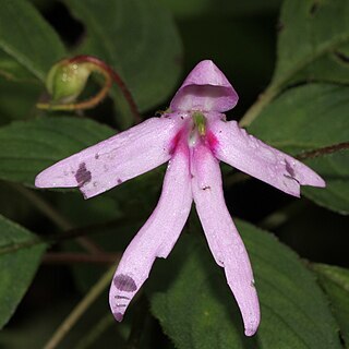 Impatiens johnii unspecified picture