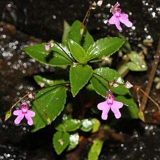 Impatiens goughii unspecified picture