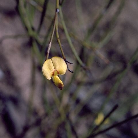 Daviesia anceps unspecified picture