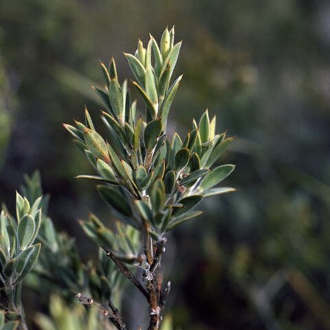 Daviesia abnormis unspecified picture