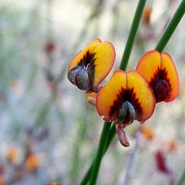 Daviesia triflora unspecified picture