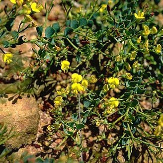 Daviesia lancifolia unspecified picture