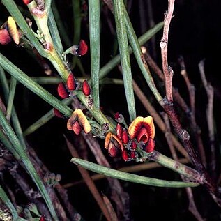 Daviesia oxylobium unspecified picture