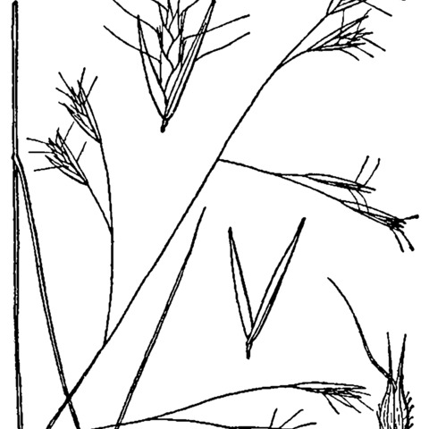 Danthonia compressa unspecified picture