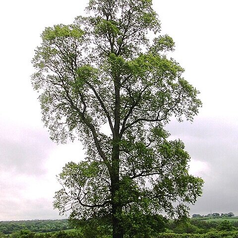 Ulmus unspecified picture