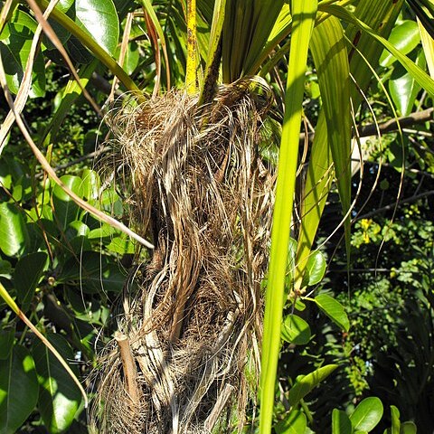 Dypsis utilis unspecified picture