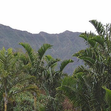 Dypsis pembana unspecified picture