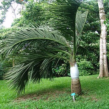 Dypsis decipiens unspecified picture