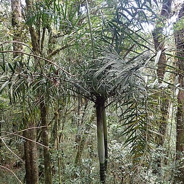 Dypsis rivularis unspecified picture