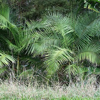 Dypsis baronii unspecified picture