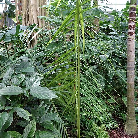 Dypsis carlsmithii unspecified picture