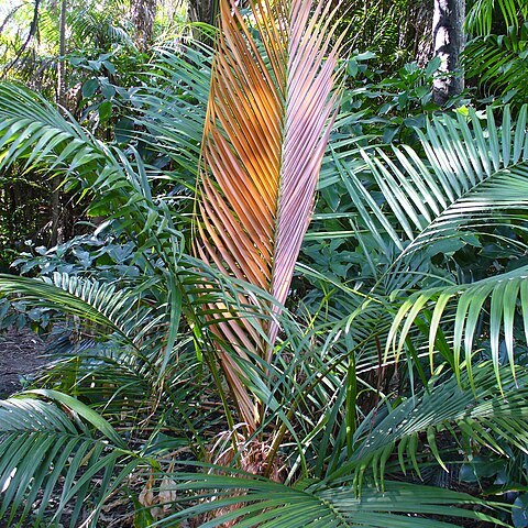 Dypsis crinita unspecified picture