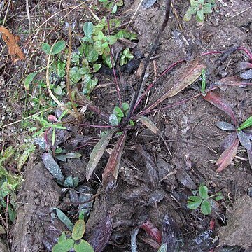 Hieracium flagellare unspecified picture