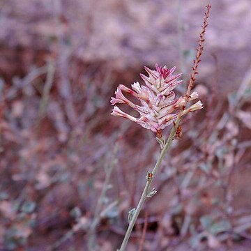 Dyerophytum unspecified picture