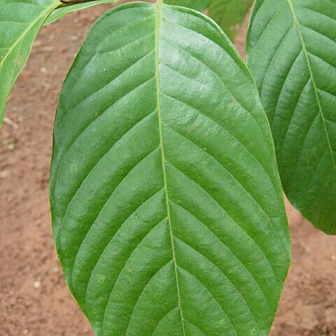 Dysoxylum gotadhora unspecified picture