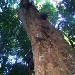 Dysoxylum fraserianum unspecified picture