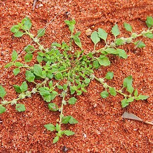 Dysphania truncata unspecified picture