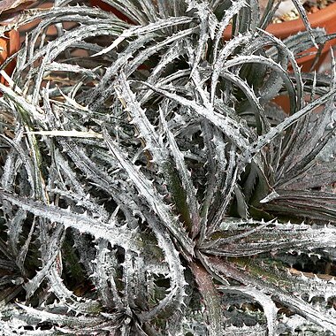 Dyckia fosteriana unspecified picture